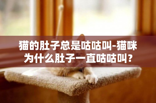 貓的肚子總是咕咕叫-貓咪為什么肚子一直咕咕叫？