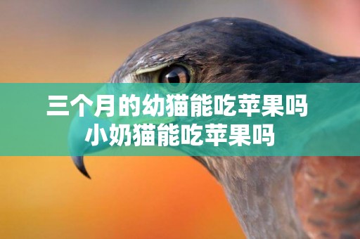 三個月的幼貓能吃蘋果嗎 小奶貓能吃蘋果嗎