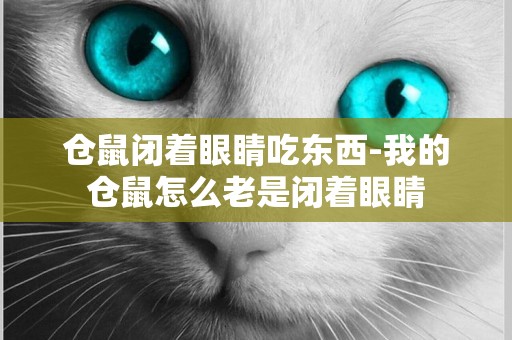 倉鼠閉著眼睛吃東西-我的倉鼠怎么老是閉著眼睛
