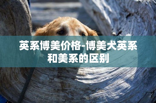 英系博美價格-博美犬英系和美系的區別
