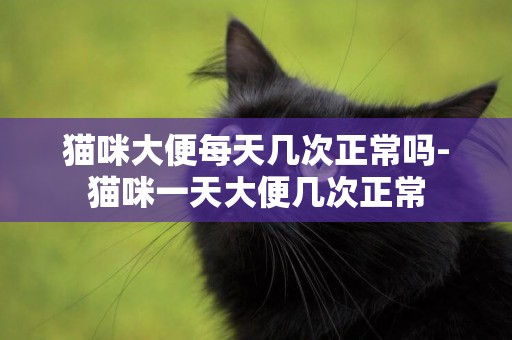 貓咪大便每天幾次正常嗎-貓咪一天大便幾次正常