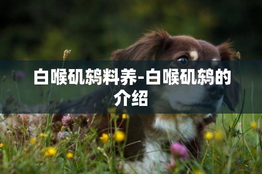 白喉磯鶇料養-白喉磯鶇的介紹
