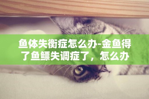 魚體失衡癥怎么辦-金魚得了魚鰾失調癥了，怎么辦