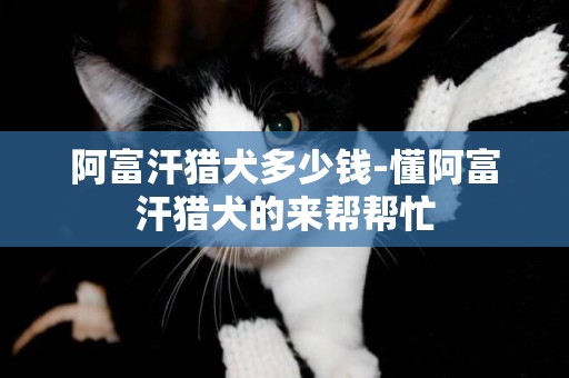阿富汗獵犬多少錢-懂阿富汗獵犬的來幫幫忙