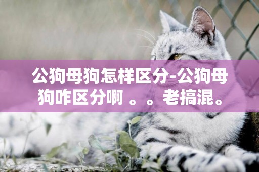 公狗母狗怎樣區分-公狗母狗咋區分啊 。。老搞混。