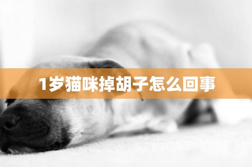 1歲貓咪掉胡子怎么回事