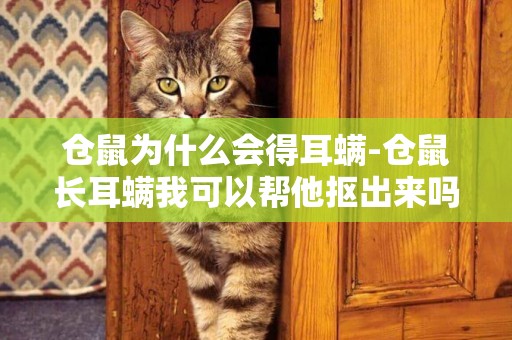 倉鼠為什么會得耳螨-倉鼠長耳螨我可以幫他摳出來嗎