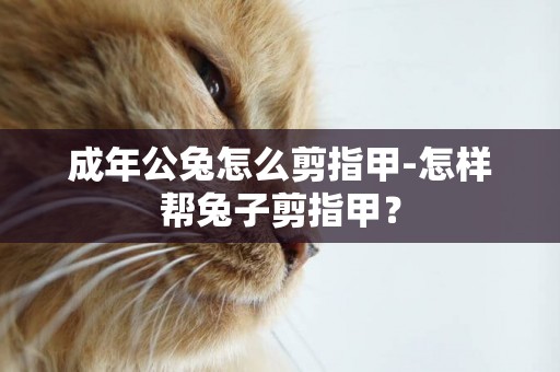 成年公兔怎么剪指甲-怎樣幫兔子剪指甲？
