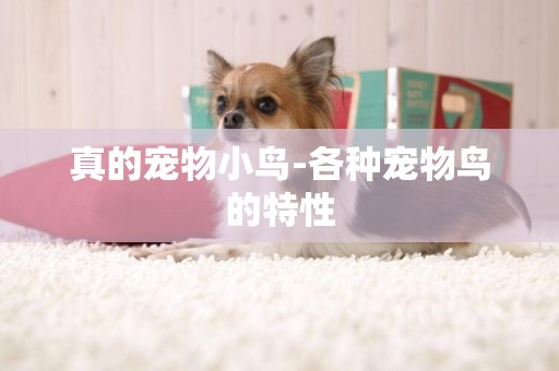 真的寵物小鳥-各種寵物鳥的特性