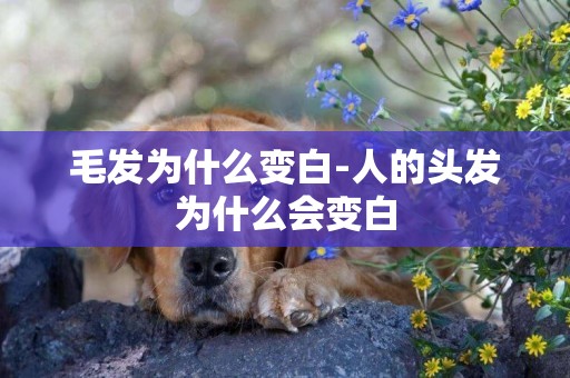 毛發為什么變白-人的頭發為什么會變白