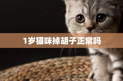 1歲貓咪掉胡子正常嗎