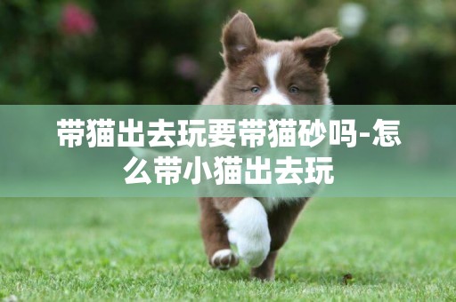 帶貓出去玩要帶貓砂嗎-怎么帶小貓出去玩