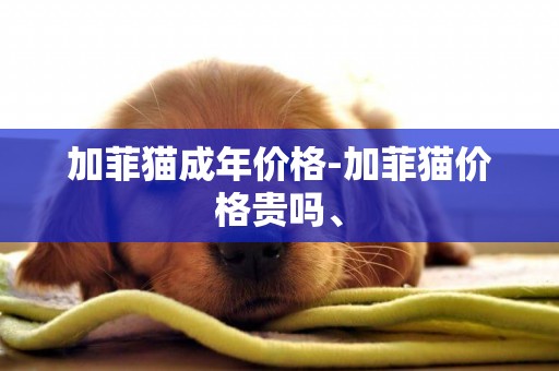 加菲貓成年價格-加菲貓價格貴嗎、