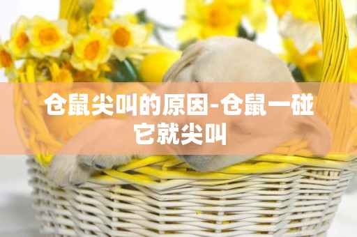 倉鼠尖叫的原因-倉鼠一碰它就尖叫