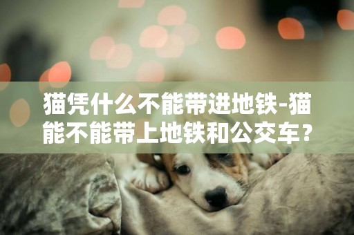 貓憑什么不能帶進地鐵-貓能不能帶上地鐵和公交車？