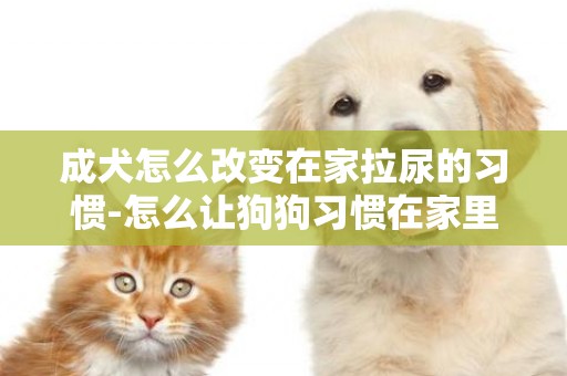 成犬怎么改變在家拉尿的習慣-怎么讓狗狗習慣在家里拉屎拉尿