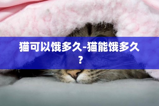 貓可以餓多久-貓能餓多久？