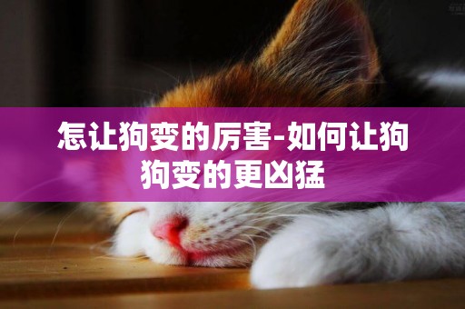 怎讓狗變的厲害-如何讓狗狗變的更兇猛