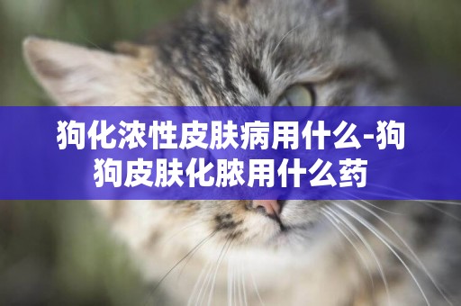 狗化濃性皮膚病用什么-狗狗皮膚化膿用什么藥