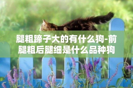 腿粗蹄子大的有什么狗-前腿粗后腿細是什么品種狗