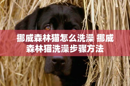 挪威森林貓怎么洗澡 挪威森林貓洗澡步驟方法