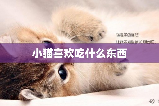 小貓喜歡吃什么東西
