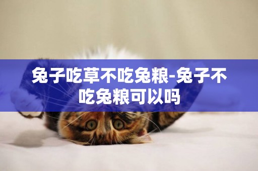 兔子吃草不吃兔糧-兔子不吃兔糧可以嗎