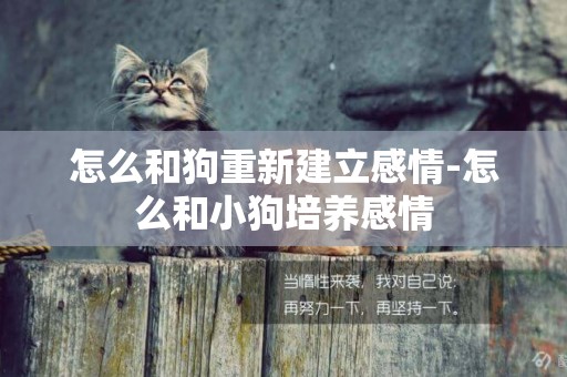 怎么和狗重新建立感情-怎么和小狗培養感情