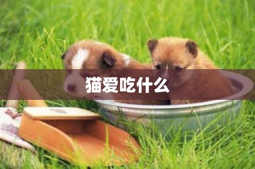 貓愛吃什么