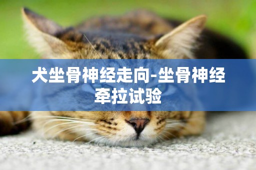 犬坐骨神經走向-坐骨神經牽拉試驗