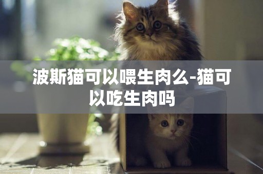 波斯貓可以喂生肉么-貓可以吃生肉嗎