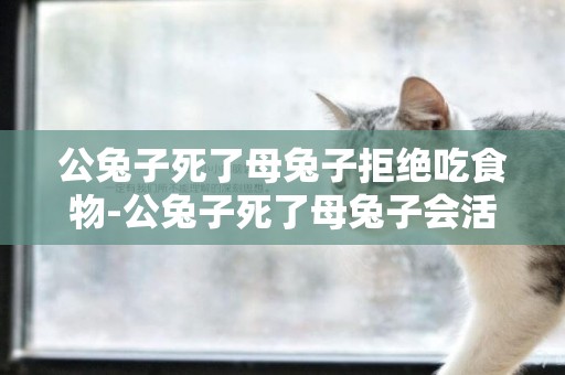 公兔子死了母兔子拒絕吃食物-公兔子死了母兔子會活嗎?