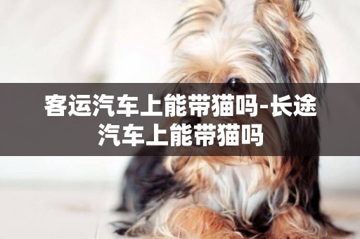 客運汽車上能帶貓嗎-長途汽車上能帶貓嗎