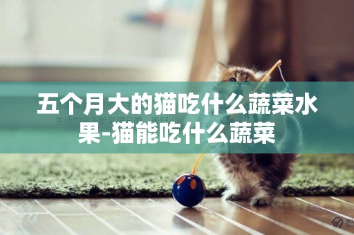 五個月大的貓吃什么蔬菜水果-貓能吃什么蔬菜