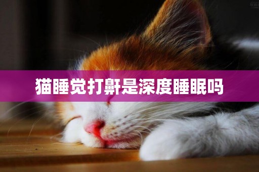 貓睡覺打鼾是深度睡眠嗎