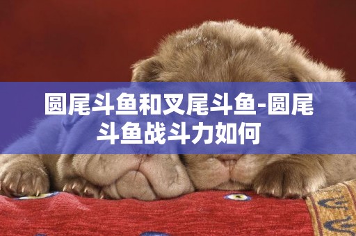 圓尾斗魚和叉尾斗魚-圓尾斗魚戰斗力如何