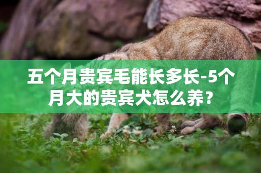 五個月貴賓毛能長多長-5個月大的貴賓犬怎么養？