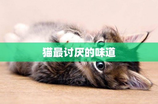 貓最討厭的味道