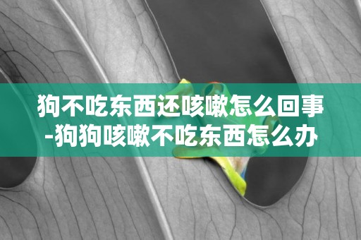 狗不吃東西還咳嗽怎么回事-狗狗咳嗽不吃東西怎么辦