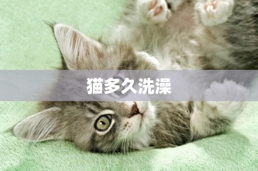 貓多久洗澡