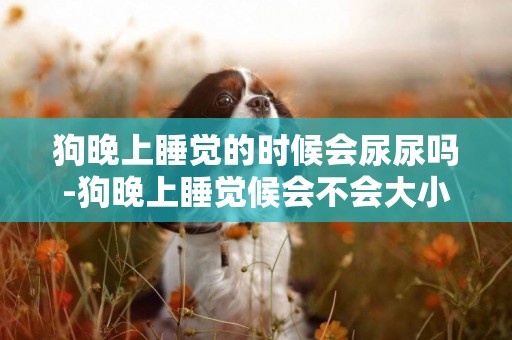 狗晚上睡覺的時候會尿尿嗎-狗晚上睡覺候會不會大小便