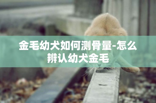 金毛幼犬如何測骨量-怎么辨認幼犬金毛