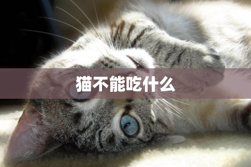 貓不能吃什么
