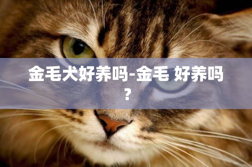 金毛犬好養嗎-金毛 好養嗎？