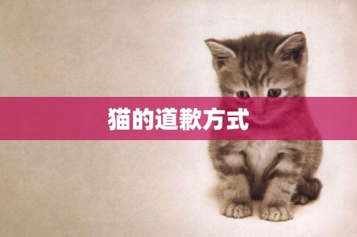 貓的道歉方式