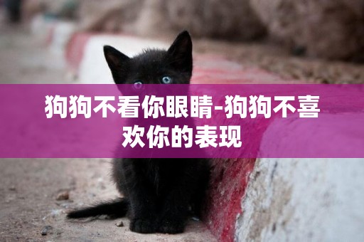 狗狗不看你眼睛-狗狗不喜歡你的表現