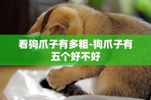 看狗爪子有多粗-狗爪子有五個好不好