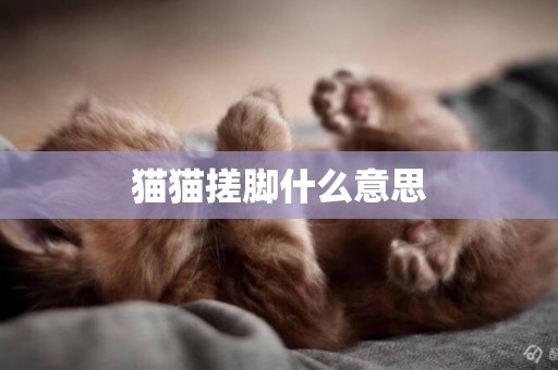 貓貓搓腳什么意思