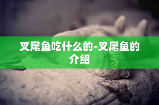 叉尾魚吃什么的-叉尾魚的介紹