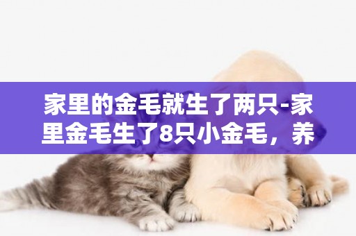 家里的金毛就生了兩只-家里金毛生了8只小金毛，養不了那么多要怎么辦